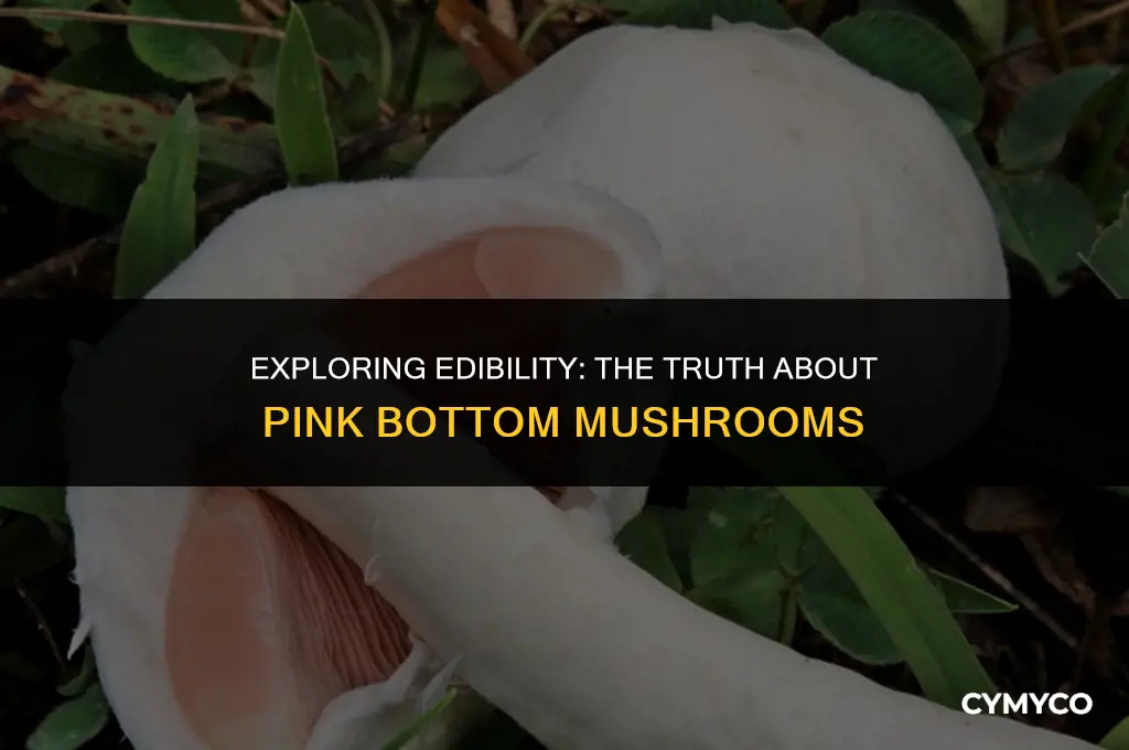 are pink bottom mushrooms edible