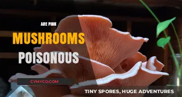 Exploring the Edibility of Pink Mushrooms: A Comprehensive Guide