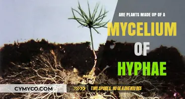 Exploring the Hidden Network: Mycelium and Plant Symbiosis