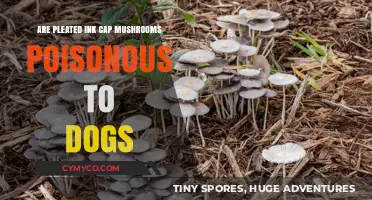 Pleated Ink Cap Mushrooms: A Toxic Threat to Canines