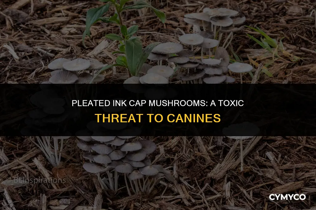 are pleated ink cap mushrooms poisonous to dogs