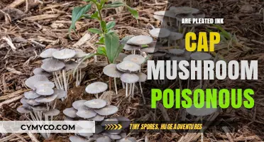 Pleated Ink Cap Mushrooms: Poisonous or Safe to Eat?