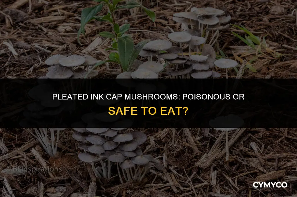 are pleated ink cap mushrooms poisonous