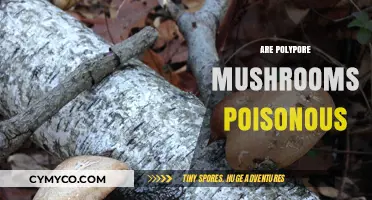 Exploring the Edibility of Polypore Mushrooms: A Comprehensive Guide