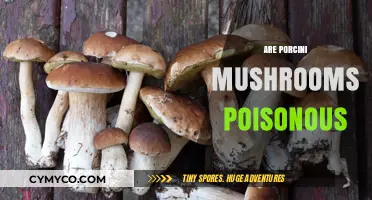 Exploring the Edibility and Safety of Porcini Mushrooms