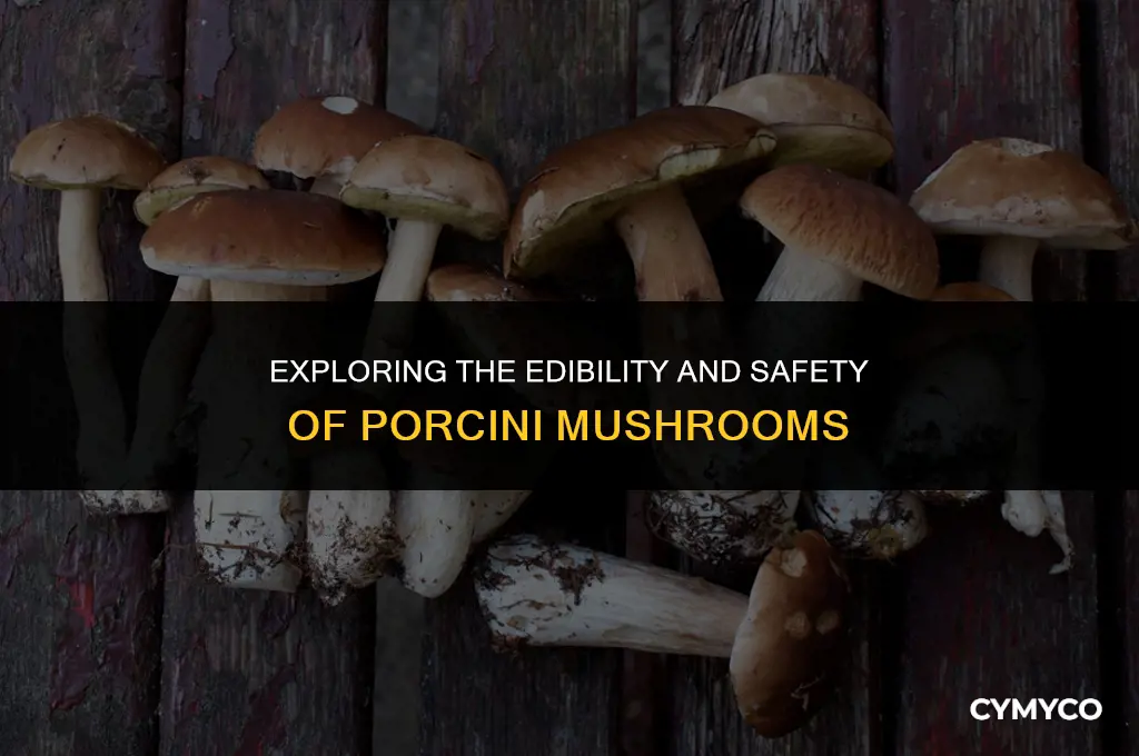 are porcini mushrooms poisonous
