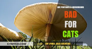 Portabella Mushrooms and Cats: A Toxic Combination to Avoid