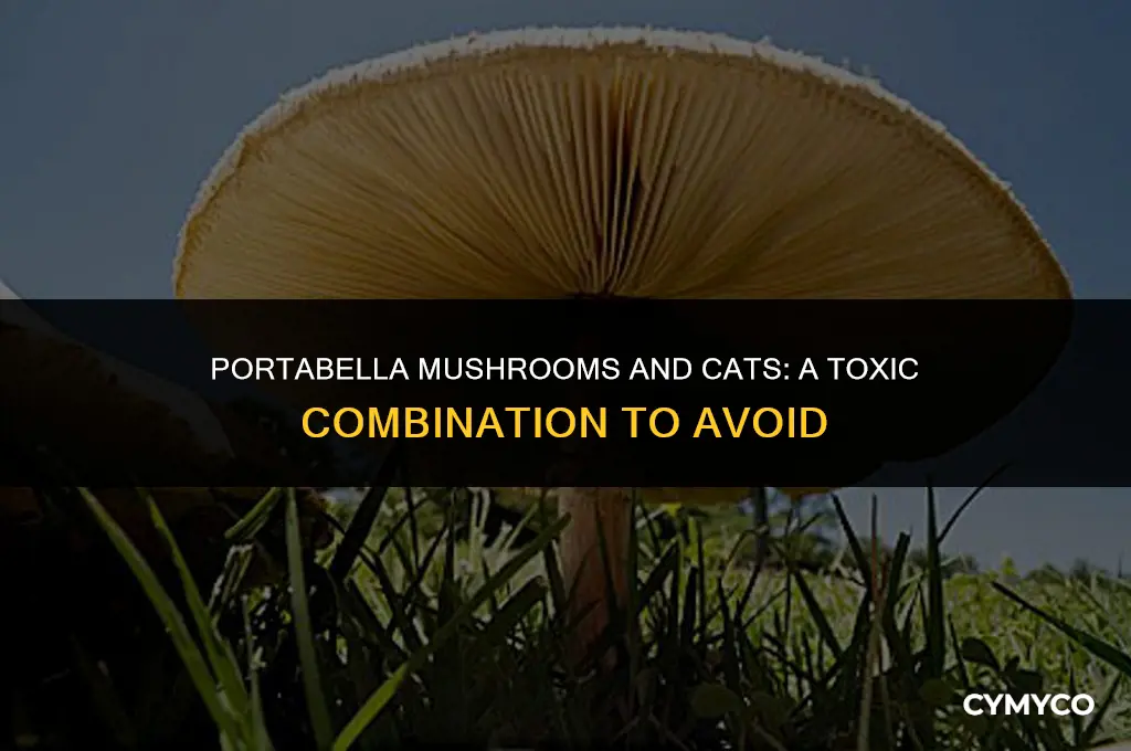 are portabella mushrooms bad for cats