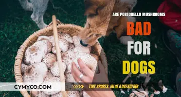 Are Portobello Mushrooms Safe for Dogs? What Pet Owners Need to Know