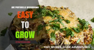 Cultivating Portobello Mushrooms: A Beginner's Guide to Easy Growth