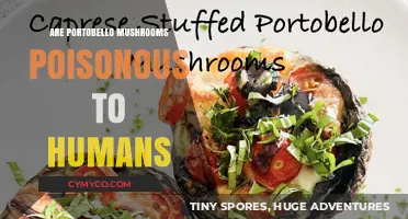 Exploring the Edibility of Portobello Mushrooms: Are They Safe for Humans?