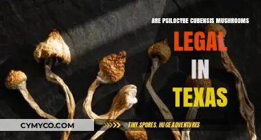 Exploring the Legal Landscape of Psilocybe Cubensis Mushrooms in Texas