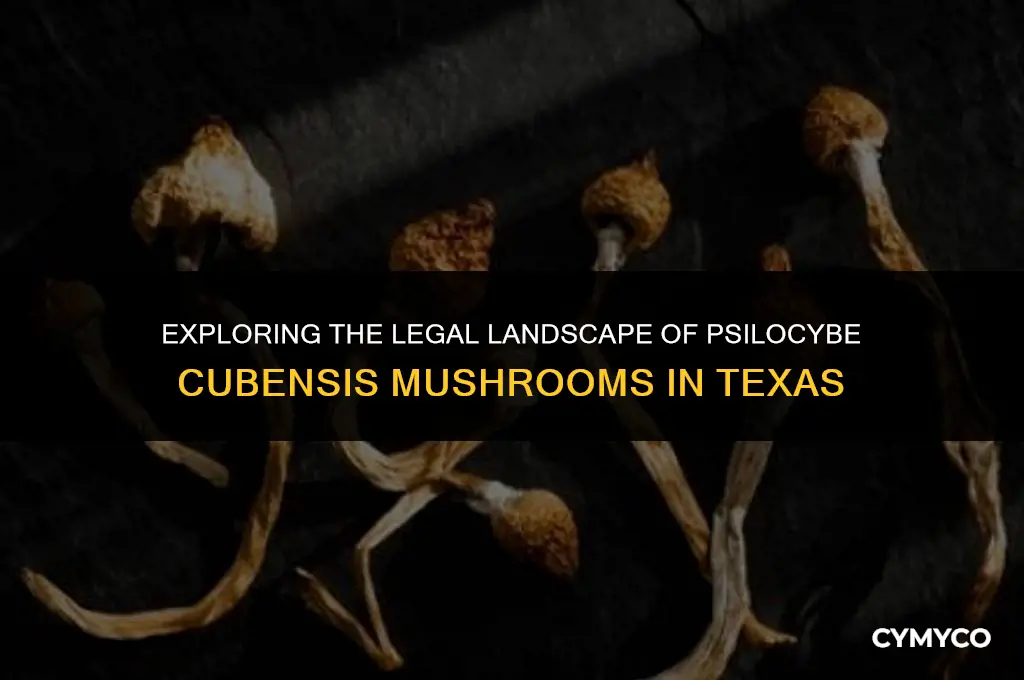 are psilocybe cubensis mushrooms legal in texas