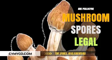 Exploring the Legal Landscape of Psilocybe Mushroom Spores