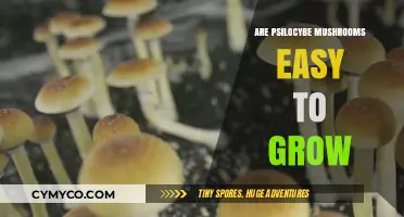 Cultivating Psilocybe Mushrooms: A Beginner's Guide to Easy Growth