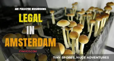 Exploring Amsterdam: The Legal Status of Psilocybe Mushrooms