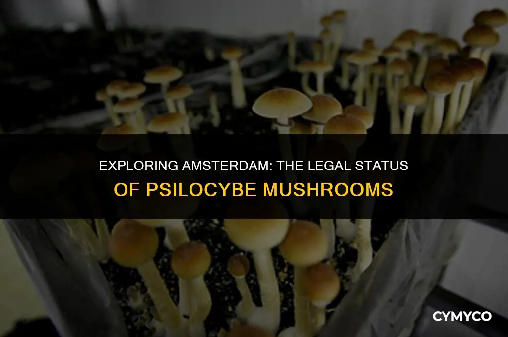 are psilocybe mushrooms legal in amsterdam