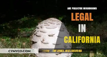 Are Psilocybe Mushrooms Legal in California? Current Laws Explained