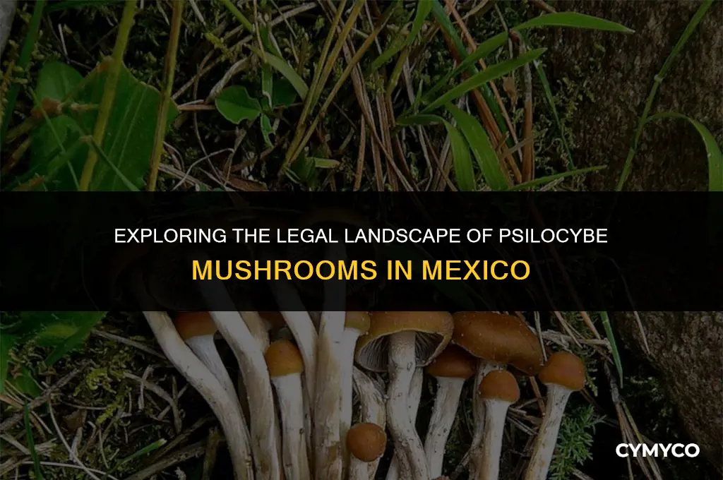 are psilocybe mushrooms legal in mexico