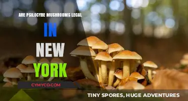 Exploring the Legal Landscape of Psilocybe Mushrooms in New York