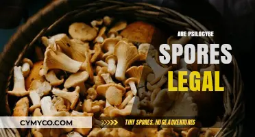 Exploring the Legal Landscape of Psilocybe Spores: A Comprehensive Guide