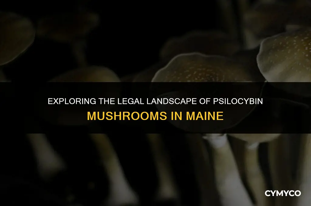 are psilocybin mushrooms legal in maine