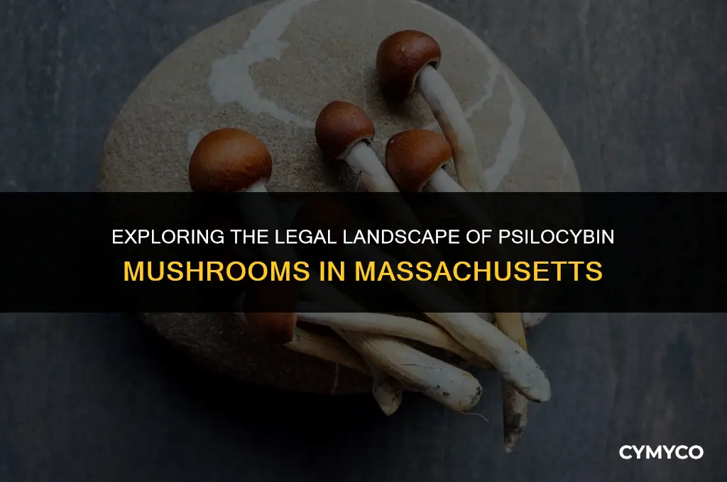 are psilocybin mushrooms legal in massachusetts
