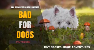 Exploring the Effects of Psychedelic Mushrooms on Canine Companions
