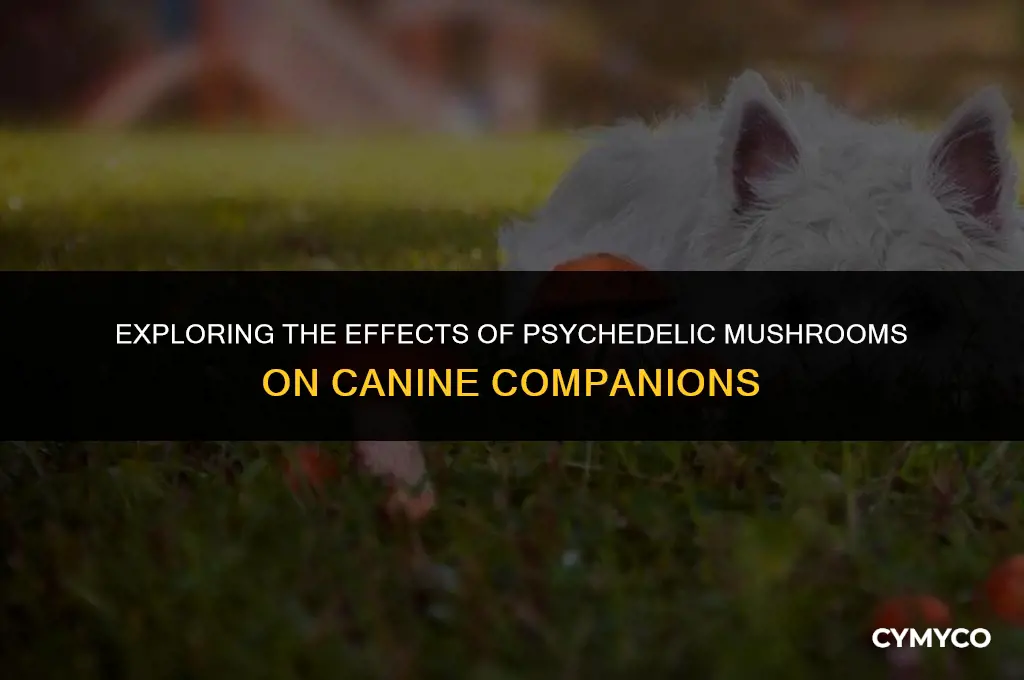 are psychedelic mushrooms bad for dogs