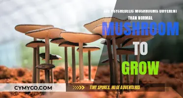 Exploring the Unique Cultivation of Psychedelic Mushrooms
