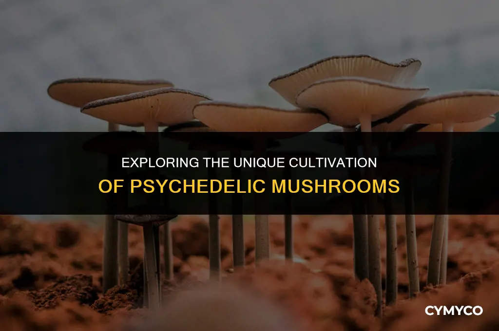 are psychedelic mushrooms different than normal mushrooms to grow