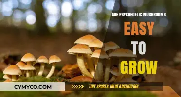 Exploring the Cultivation Ease of Psychedelic Mushrooms: A Beginner's Guide