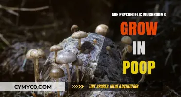 Exploring the Myth: Do Psychedelic Mushrooms Thrive in Poop?