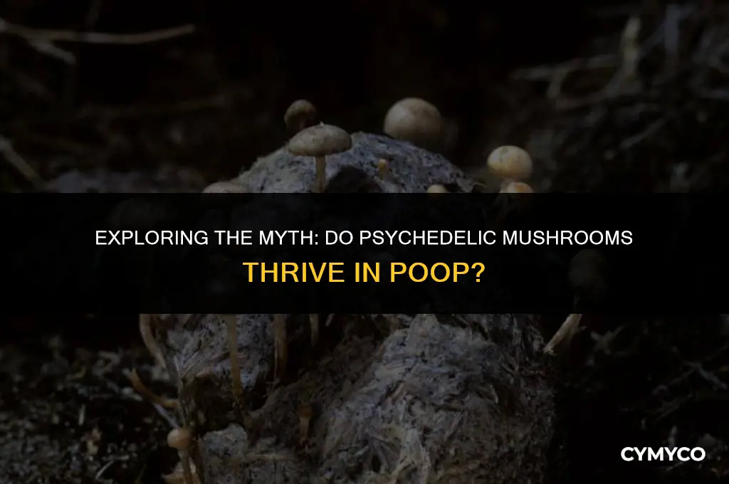 are psychedelic mushrooms grow in poop