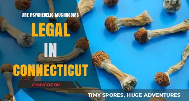 Exploring the Legal Landscape of Psychedelic Mushrooms in Connecticut