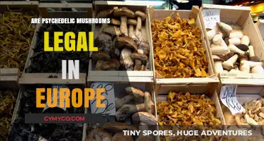 Exploring the Legal Landscape of Psychedelic Mushrooms in Europe