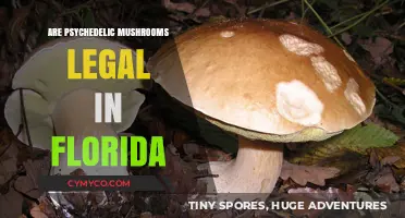 Are Psychedelic Mushrooms Legal in Florida? Current Laws Explained