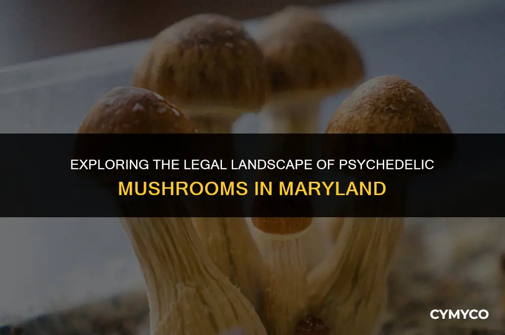 are psychedelic mushrooms legal in maryland