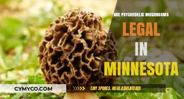 Exploring the Legal Landscape of Psychedelic Mushrooms in Minnesota