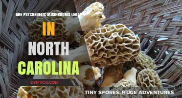 Exploring the Legal Landscape of Psychedelic Mushrooms in North Carolina