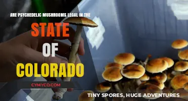Exploring the Legal Landscape of Psychedelic Mushrooms in Colorado