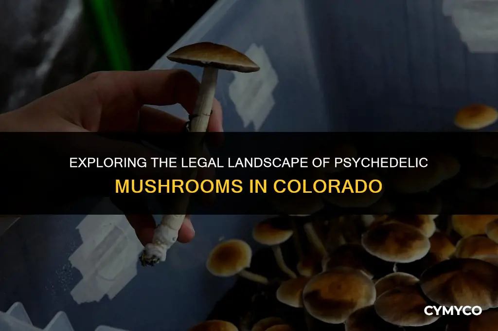 are psychedelic mushrooms legal in the state of colorado