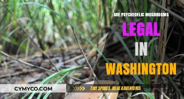 Are Psychedelic Mushrooms Legal in Washington? Current Laws Explained