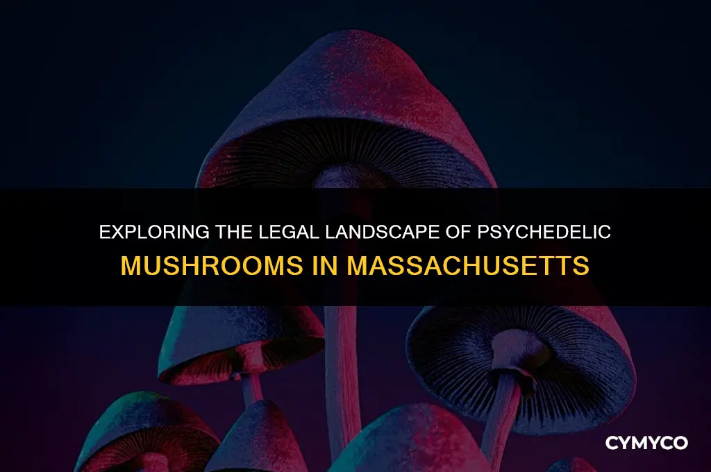 are psychedleic mushrooms legal in massachussetts