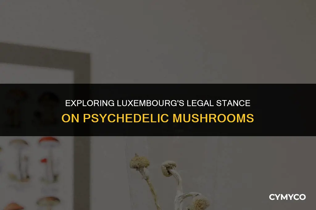 are psychidelic mushrooms legal in luxembourg