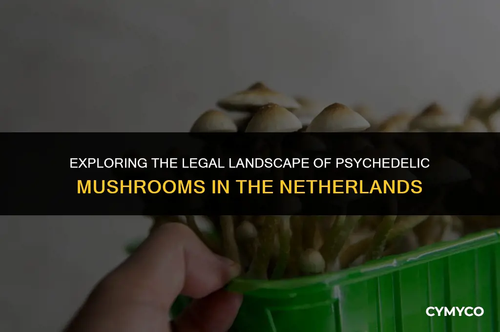 are psychidelic mushrooms legal in the netherlands