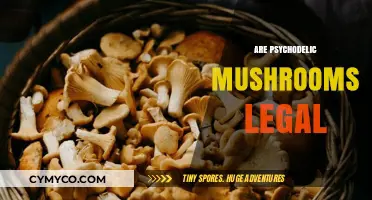 Exploring the Legal Landscape of Psychedelic Mushrooms: A Comprehensive Guide