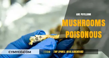 Exploring the Safety of Psilocybin Mushrooms: Poisonous or Not?