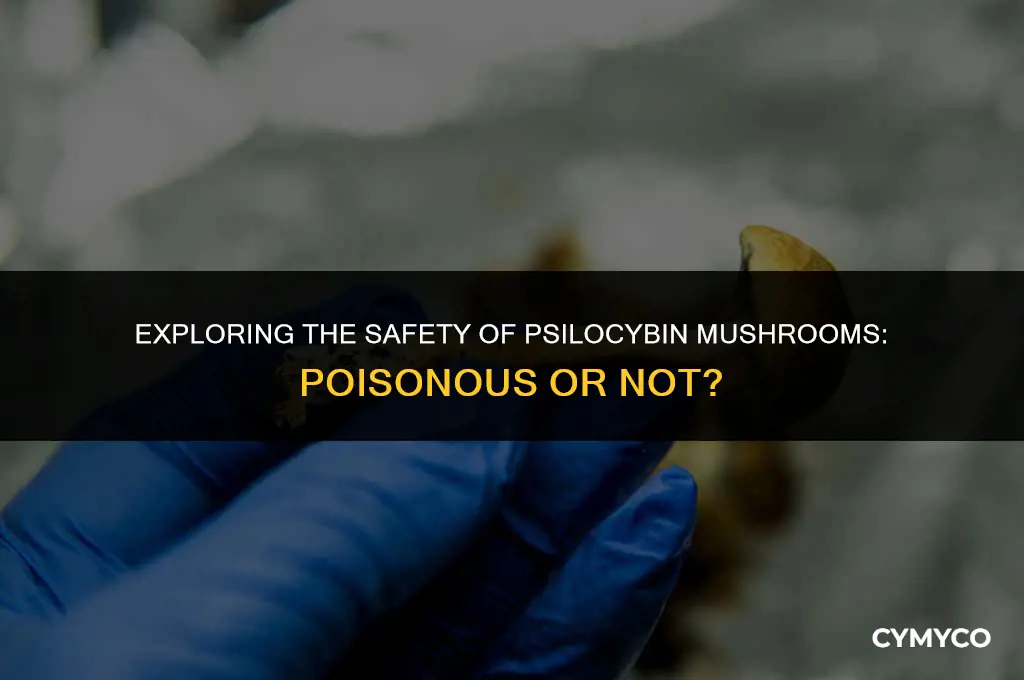 are psyllium mushrooms poisonous