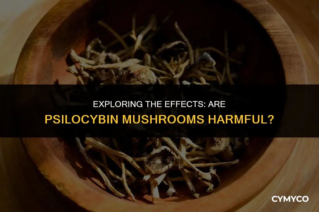 are psyllocibin mushrooms bad for you